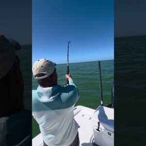 getting some air! #bnmu #tarpon