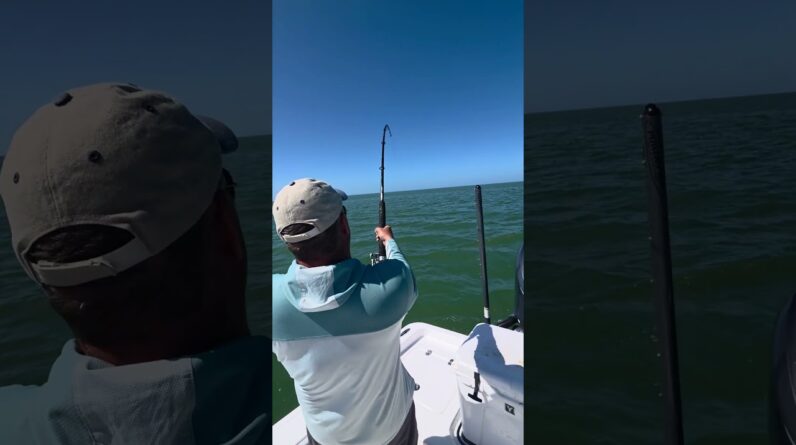 getting some air! #bnmu #tarpon