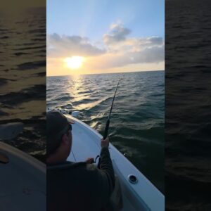 good morning tarpon! #bnmu #islamorada #fishing