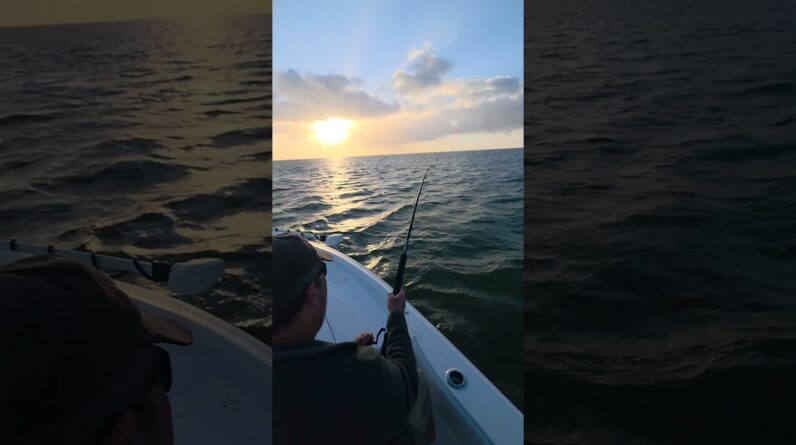 good morning tarpon! #bnmu #islamorada #fishing