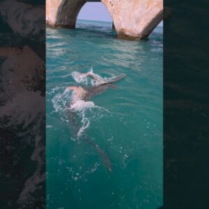 hammerhead vs. tarpon! #bnmu #sharks #sharkattack #floridakeys #fishing