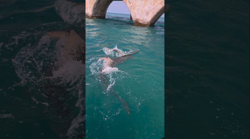 hammerhead vs. tarpon! #bnmu #sharks #sharkattack #floridakeys #fishing