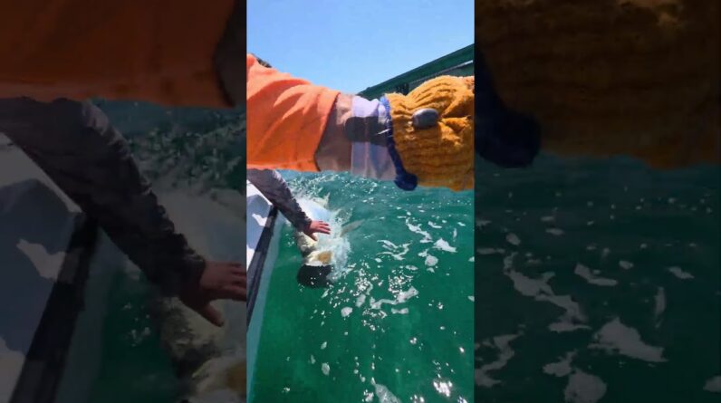 healthy release on a big girl