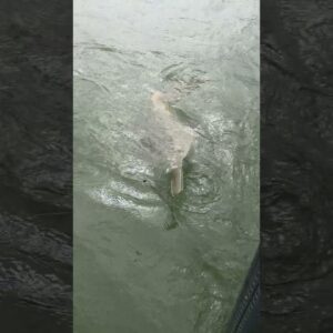 sawfish! #bnmu #sharks #sawfish