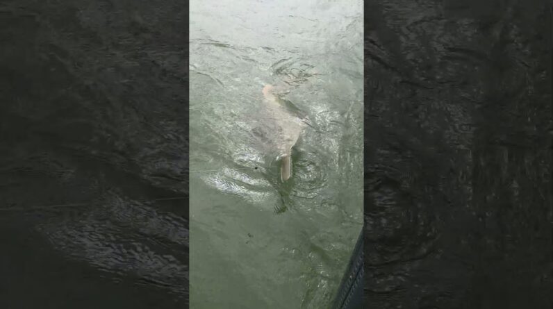 sawfish! #bnmu #sharks #sawfish