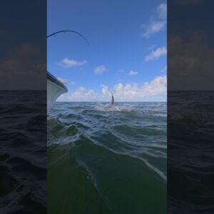 slow mo shark attack! but the tarpon survived! #bnmu #sharkattack #tarpon