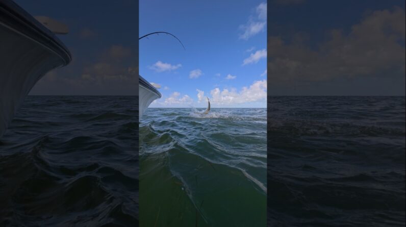 slow mo shark attack! but the tarpon survived! #bnmu #sharkattack #tarpon