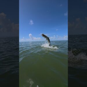 slow mo tarpon jumping, hang ten! #bnmu #fishing #tarpon #fishingvideo