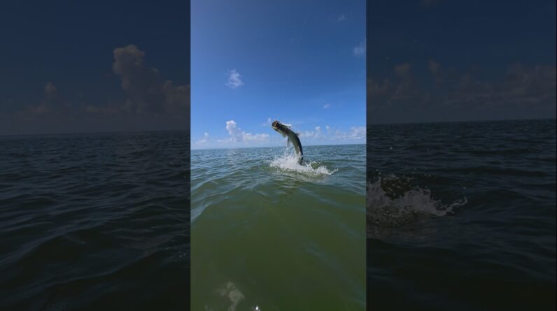 slow mo tarpon jumping, hang ten! #bnmu #fishing #tarpon #fishingvideo