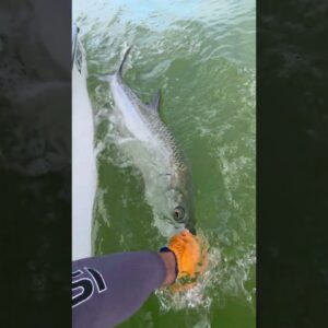 swim away healthy and free! #tarpon #bnmu #islamorada