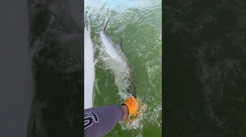 swim away healthy and free! #tarpon #bnmu #islamorada