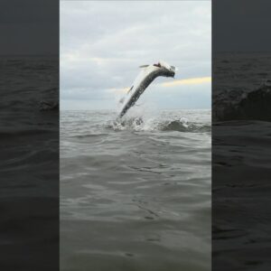 tarpon jumping in slow motion #bnmu #fishing