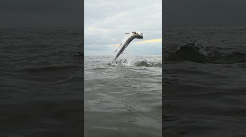 tarpon jumping in slow motion #bnmu #fishing
