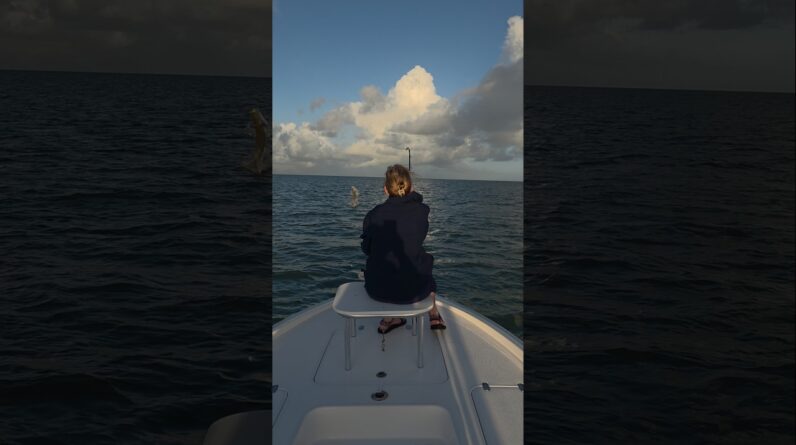 tarpon up! #bnmu #tarpon #fishing