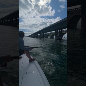 bridge tarpon jumping! #bnmu #sittingonthedockofthebay