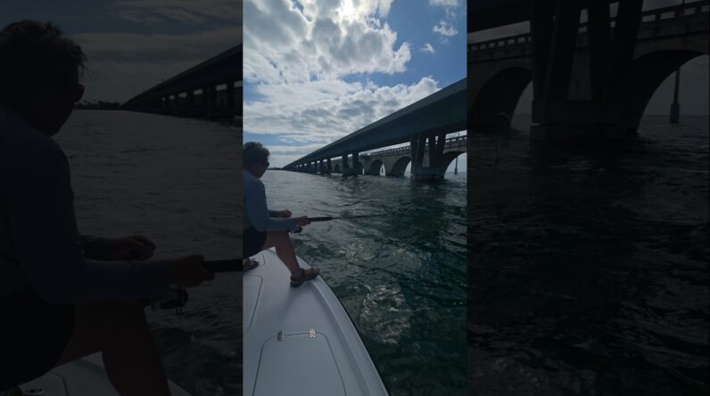 bridge tarpon jumping! #bnmu #sittingonthedockofthebay