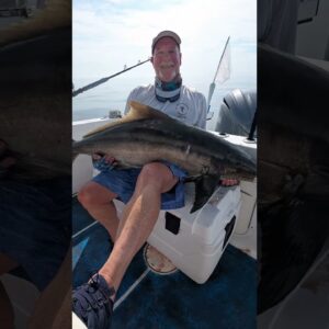 Cobia fishing in the Florida Keys.