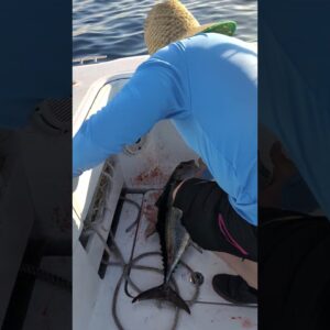 Florida Keys nearshore summer tuna fishing.