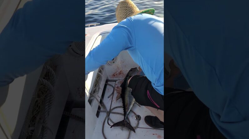 Florida Keys nearshore summer tuna fishing.