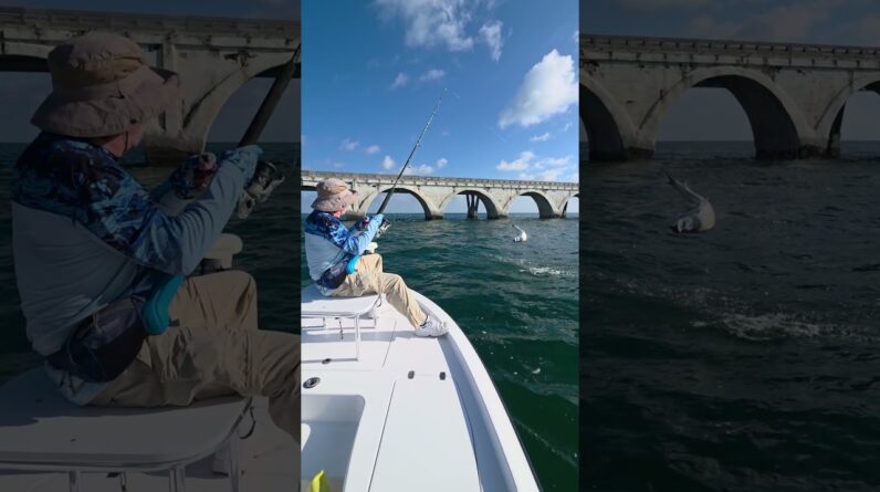good size one! catch and release tarpon #bnmu #fishing