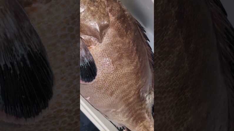 Grouper fishing Florida Keys #fishing #floridakeysfishing #southflorida