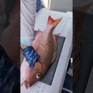 When a person tells u all u need is pinfish. please use nothing but pinfish๐๐