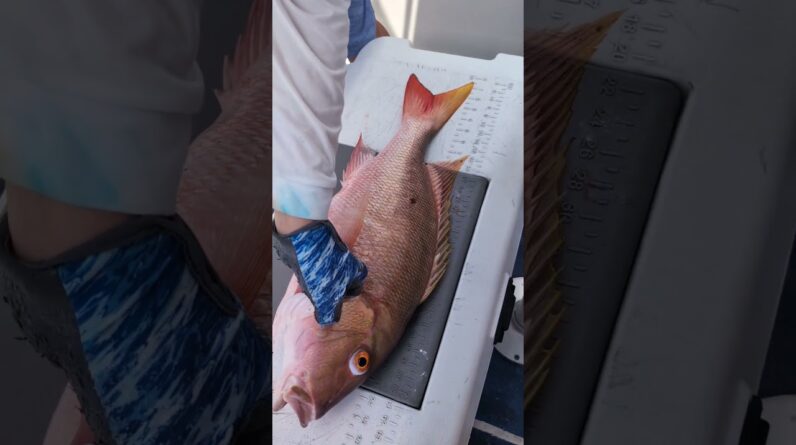 When a person tells u all u need is pinfish. please use nothing but pinfish😂😂