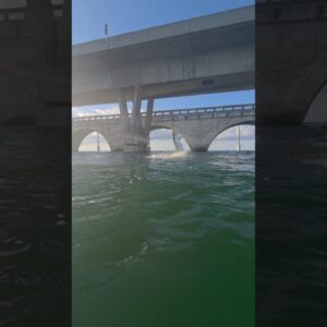 tarpon bridge action! #fishing #bnmu #tarpon