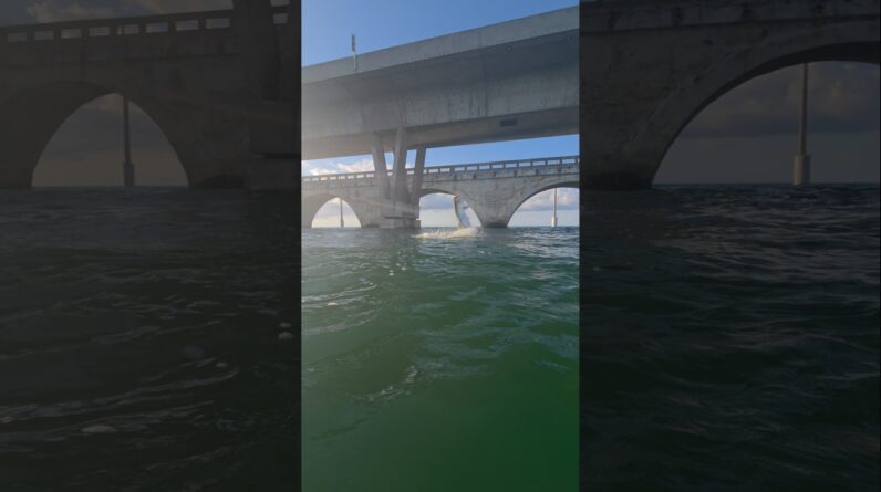 tarpon bridge action! #fishing #bnmu #tarpon