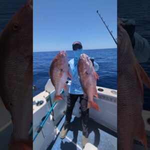 The bark of the Mutton Snapper. Sound up.