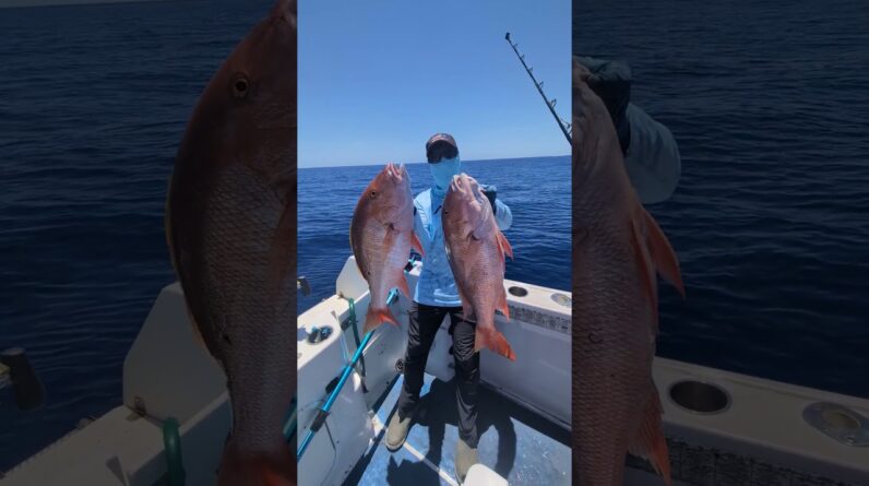 The bark of the Mutton Snapper. Sound up.