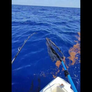 Catching the limits of mutton snapper in 2 hours using long leaders and a new bait.