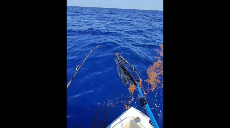 Catching the limits of mutton snapper in 2 hours using long leaders and a new bait.