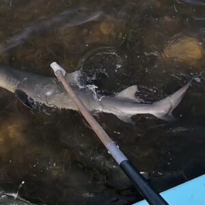5/5/25 Florida Keys Spinning Fish Syndrome Again? Shark Version.