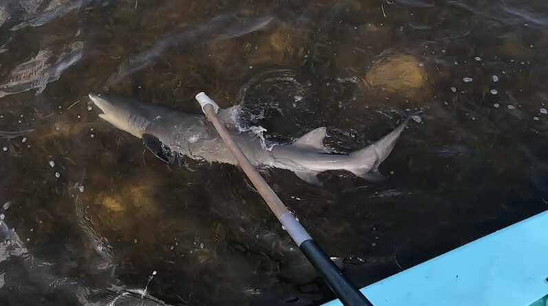 5/5/25 Florida Keys Spinning Fish Syndrome Again? Shark Version.
