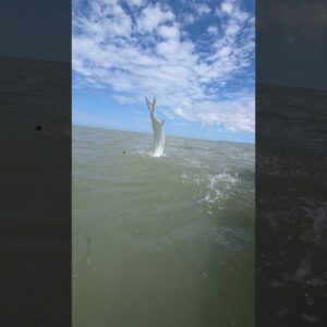 Backcountry Everglades tarpon in June #fishing #tarpon