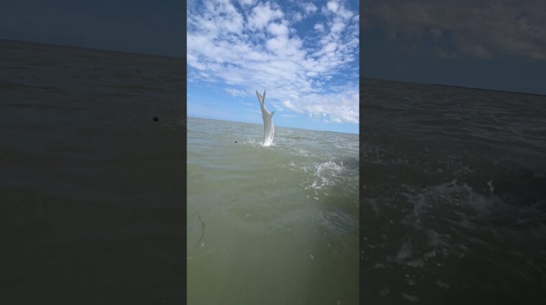 Backcountry Everglades tarpon in June #fishing #tarpon