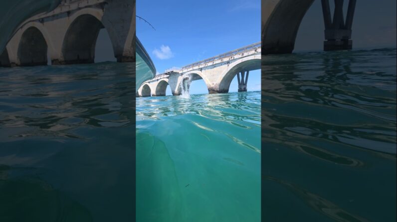 catching tarpon in June with Capt Rick Stanczyk #fishing #bnmu