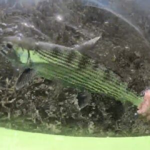 Chasing the MOST EXPENSIVE Fish in the Keys