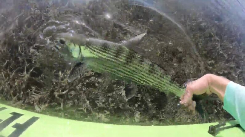 Chasing the MOST EXPENSIVE Fish in the Keys