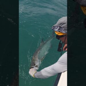 release the beast! Lars releasing tarpon he caught in June with Capt. Rick Stanczyk #bnmu #fishing
