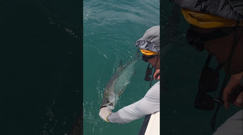 release the beast! Lars releasing tarpon he caught in June with Capt. Rick Stanczyk #bnmu #fishing