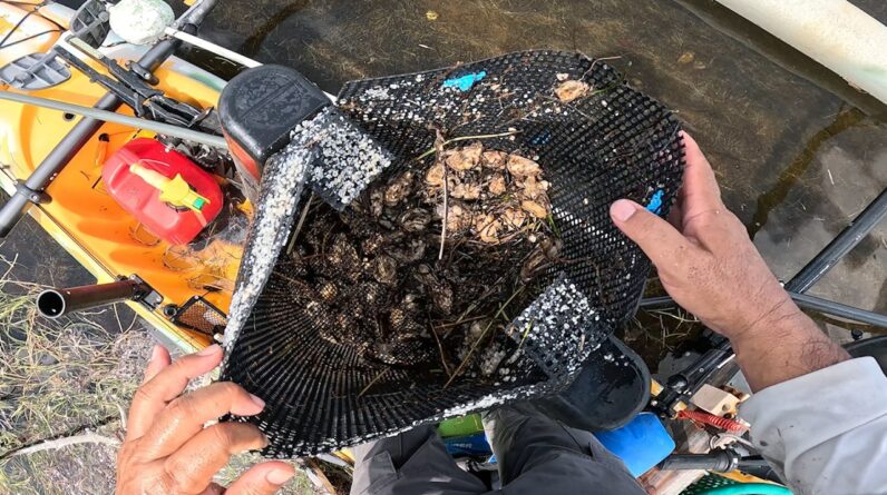 They Were All DEAD. Hundreds of $'s Lost. Shoreline Scavenging and New Lures.