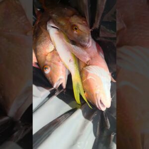 Fishing in The Florida Keys- Nice catch of snapper!