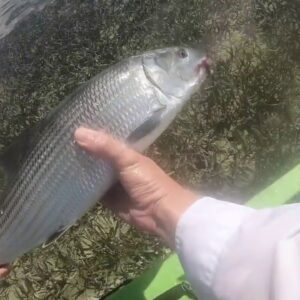 HOW TO: The TOUGHEST Fish to Catch