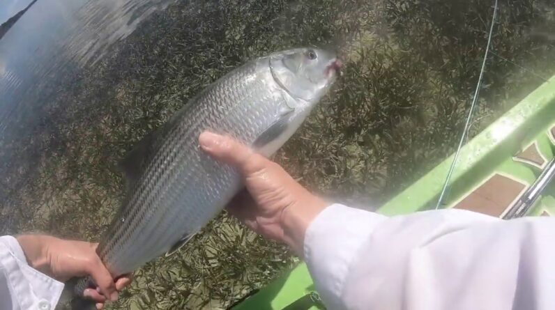 HOW TO: The TOUGHEST Fish to Catch