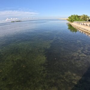 Florida Keys 7-Mile Bridge Bait Check - Cast Nets Are Back In Stock -LiveBaitMatters.com