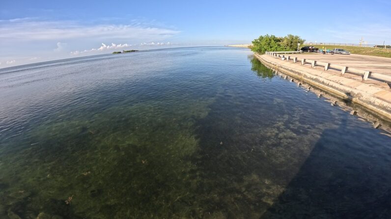 Florida Keys 7-Mile Bridge Bait Check - Cast Nets Are Back In Stock -LiveBaitMatters.com
