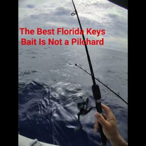 The Florida Keys Bait. #southflorida #floridakeysbait#floridakeysfishing