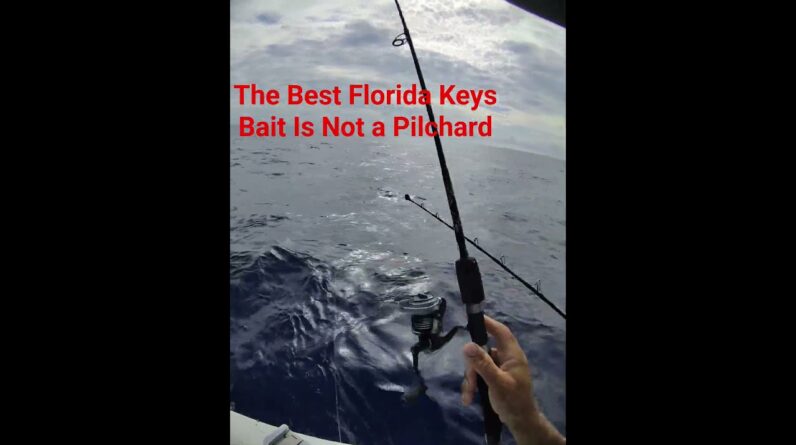 The Florida Keys Bait. #southflorida #floridakeysbait#floridakeysfishing